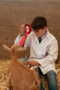 Boy proudly showing goat winning rosette at agricultural show