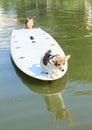 Boy pushing dog on surf Royalty Free Stock Photo