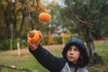 Boy reaching with his hand to harvest a ripe khaki fruit growing on a persimmon tree