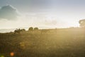 Boy riding donkey going in sunset on morrocan field