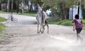 Boy running towards a donkey