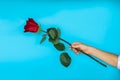 Boy's hand giving a red rose on blue background Royalty Free Stock Photo