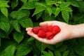 Boy`s hand holding freshly picked raspberries. Raspberry bush in