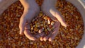 Corn kernels in the boy`s hand