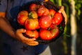 The boy`s hands hold a metal basket with ripe tomatoes Royalty Free Stock Photo