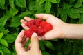 Boy`s hands holding freshly picked raspberries. Raspberry bush i