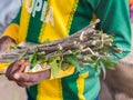 A boy selling mefakia, a natural wooden toothbrush used in Ethiopia