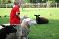 Boy and sheeps Royalty Free Stock Photo