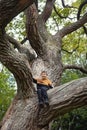 the boy sits on a beautiful large tree. a child climbed a tall tree Royalty Free Stock Photo