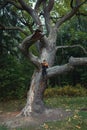 the boy sits on a beautiful large tree. a child climbed a tall tree Royalty Free Stock Photo