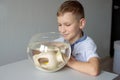 The boy is sitting near a table with a transparent aquarium and looks into an aquarium with fish Royalty Free Stock Photo