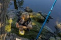 A boy sitting on rocks by the river equips the hook with bait. Sport fishing on the river in summer Royalty Free Stock Photo