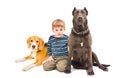 Boy sitting with two dogs Royalty Free Stock Photo