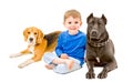 Boy sitting with two dogs Royalty Free Stock Photo