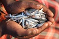 Boy with small fish in his hands, Lake Malawi