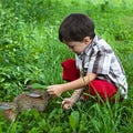 Boy and small rabbits in the garden Royalty Free Stock Photo