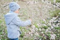 Boy smelling blooming apricot flowers Royalty Free Stock Photo
