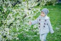 boy smelling blooming cherry tree flowers at spring Royalty Free Stock Photo