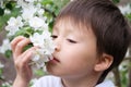 Boy smelling blossoming apple tree flowers Royalty Free Stock Photo