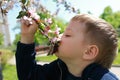 Boy sniffs apple tree flowers