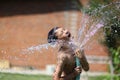Boy with splash water in hot summer day Royalty Free Stock Photo