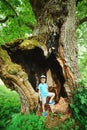 Boy standing near a big hollow oak tree. Family walking in national park. Big millennial oak tree Royalty Free Stock Photo