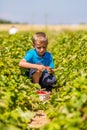 Boy in strawberry field