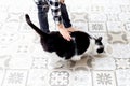 Boy stroking black and white cat at home. Sensorial Royalty Free Stock Photo