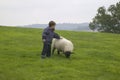 A Boy stroking a sheep