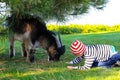 A boy in a suit and hat feeds and plays with a beautiful horned goat in autumn lawn on a farm in the fall.