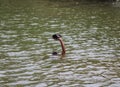 A boy swimming in the river and having fun Royalty Free Stock Photo