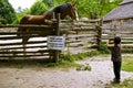 Boy taking a picture of the horse on the farm