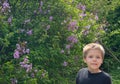 Boy tasting nectar from lilac flower