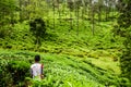 Boy in tea plantation in Idukki, Kerala