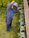 a boy toddler water strawberries plants in the garden outdoors