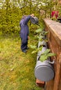 a boy toddler water strawberries plants in the garden outdoors