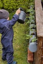 a boy toddler water strawberries plants in the garden outdoors