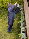 a boy toddler water strawberries plants in the garden outdoors