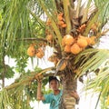 Boy on top of palmtree Royalty Free Stock Photo