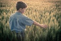 Boy touching ears of wheat on field Royalty Free Stock Photo