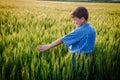 Boy touching green ears of wheat on field Royalty Free Stock Photo