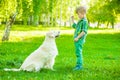 Boy training dog on green grass Royalty Free Stock Photo