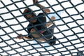 Boy training over netting obstacle course Royalty Free Stock Photo