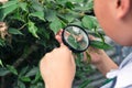 Boy using magnifying glass looking and learning at green leaf in biology class Royalty Free Stock Photo