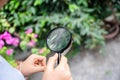 Boy using magnifying glass looking and learning at green leaf in biology class Royalty Free Stock Photo