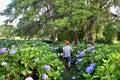 Boy walking amid hydrangeas Royalty Free Stock Photo