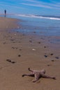 Boy walking away from starfish on beach