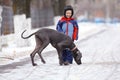 Boy walking with a big dog in winter park Royalty Free Stock Photo