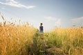 Boy walking through golden wheat field Royalty Free Stock Photo