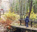 A boy walks over a foliage-covered bridge in a autumn-colored forest in Sweden Royalty Free Stock Photo